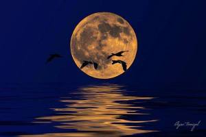 12794323_851517624970173_8930893864269554145_n