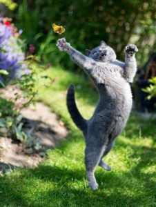 12985635_10204837590137890_1371374179179311437_n