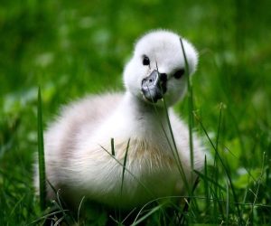 baby-swan-big