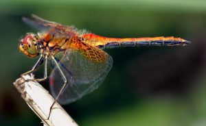 Sympetrum_flaveolum_-_side_(aka)