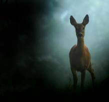 13312804_10205387081391108_2065267769533195225_n