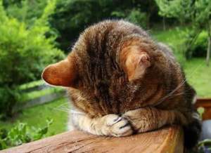 13418790_951736594949701_6978024955598409208_n