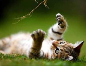 13450923_954239198032774_3234209778157041707_n