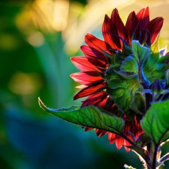 13600080_1721821754738465_364030894007976776_n