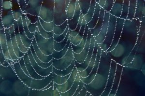 cobweb_by_lumpling-d2zwita