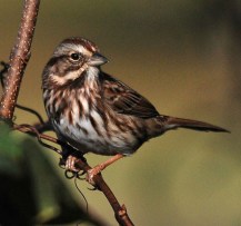 song_sparrow_2