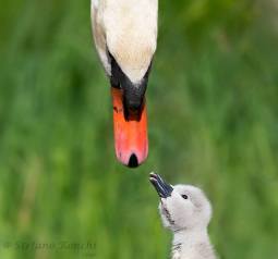 11866279_855920541121847_7689957944525453138_n