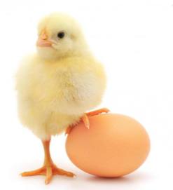 14046057_1173787909351177_589345089328574024_n