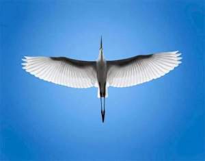 14224830_1124203054314330_6252802547385842782_n