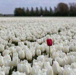 1538893_929718777144317_783602860836901558_n