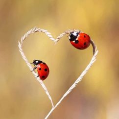 14680697_899718403496220_1968993982882541225_n