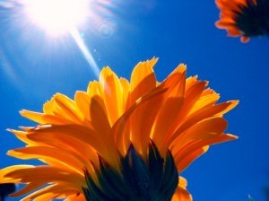 2012-07-24-flowersinsun