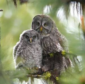 16473519_821357754670250_32026225251111278_n