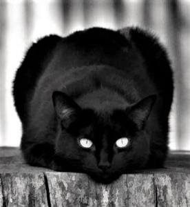 16641030_376255182745705_3814051511145607633_n