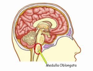 medulla