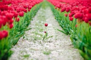 1962693_724264354293196_1189495258_n