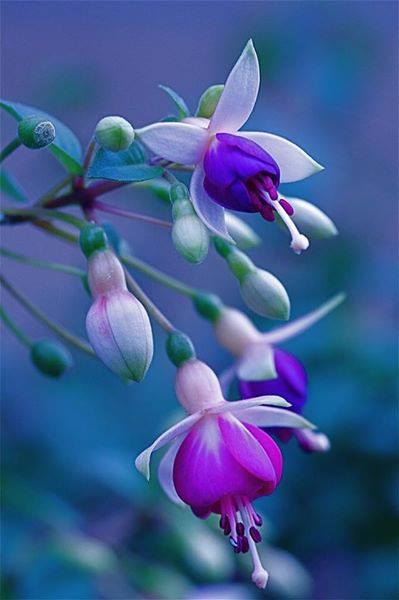 Kedy si bránite&nbsp;kvitnúť?