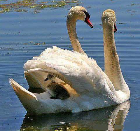 Môže láska bolieť?