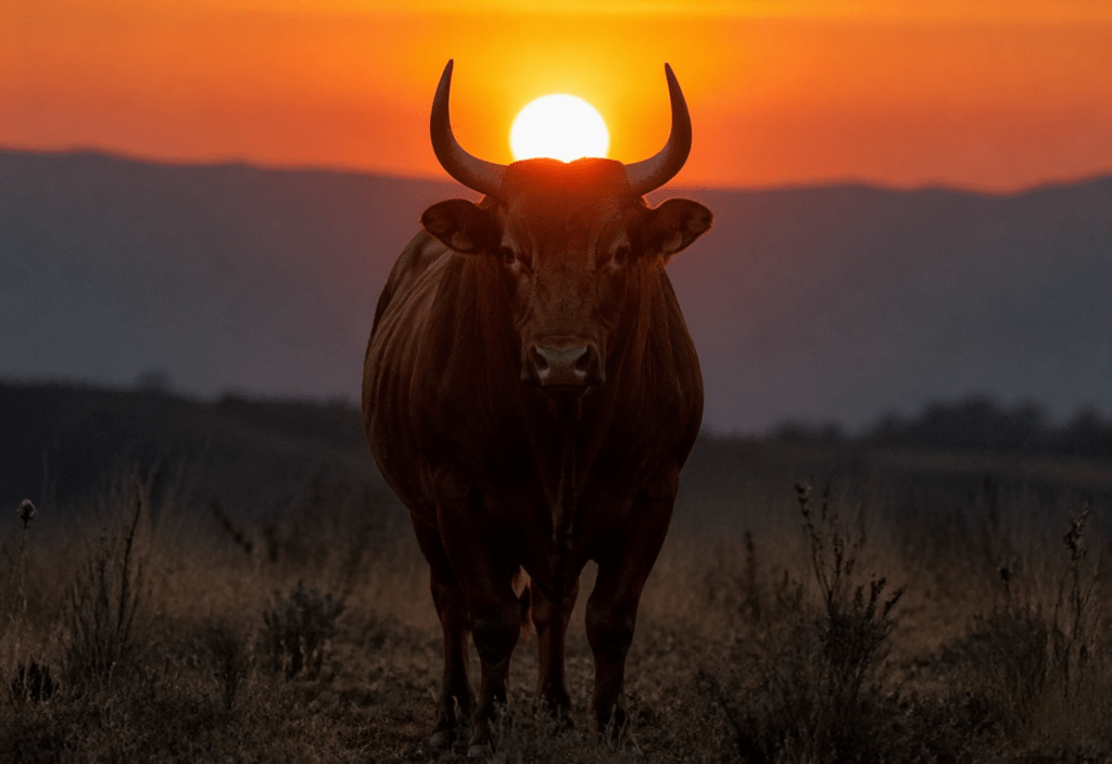 Obdobie býka otvára novú&nbsp;cestu